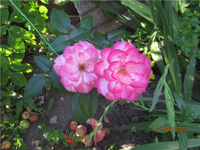 user posted image